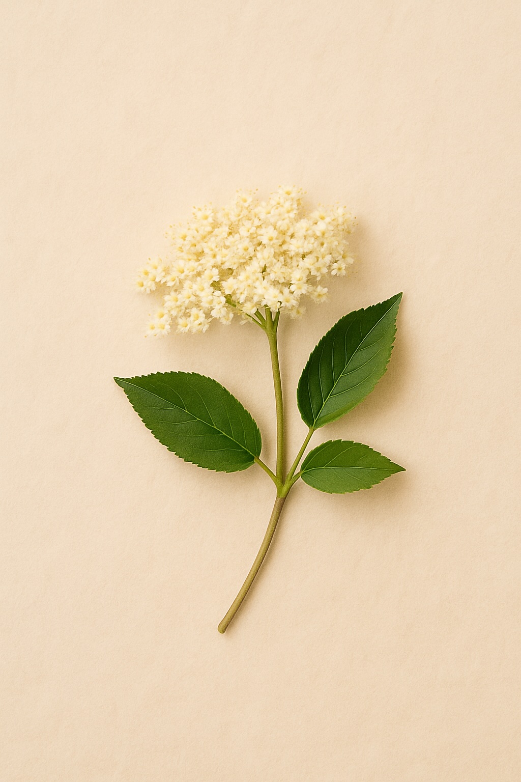 Holunderblüten Tee - Wirkung, Anwendung & Zubereitung 1 Holunderblüten als Heilkraut für Tee